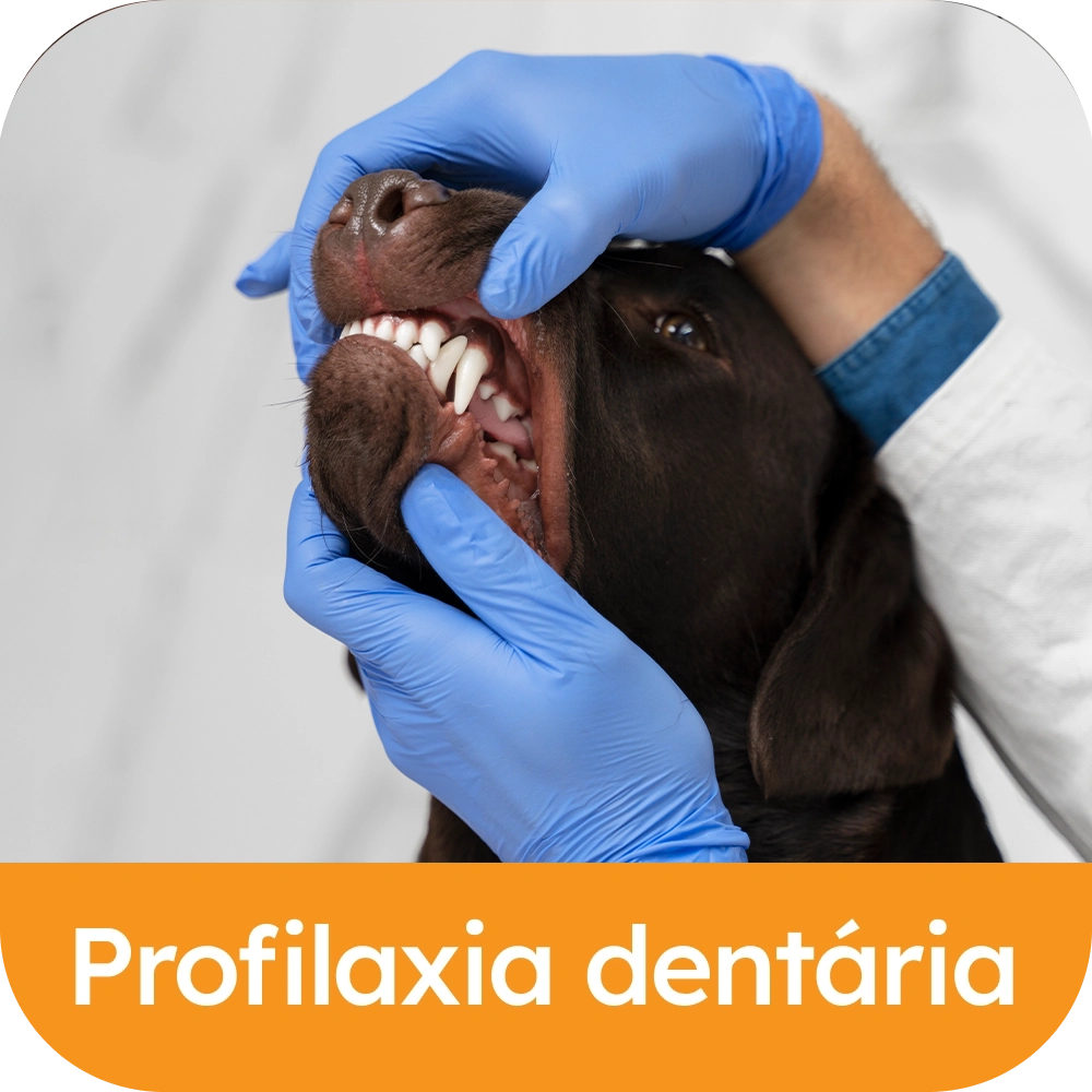 Profilaxia